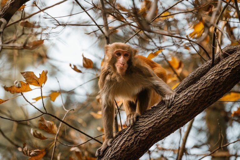 skyrizi commercial girl in blue dress