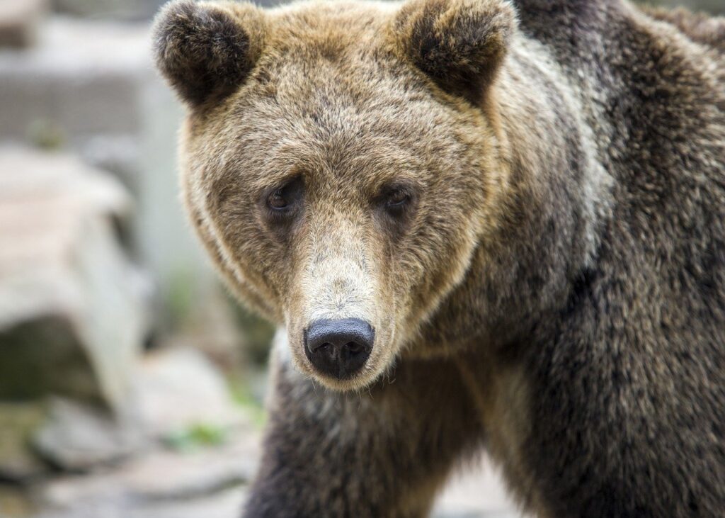 springer publishing company pmhnp-bc certification practice q&a pdf