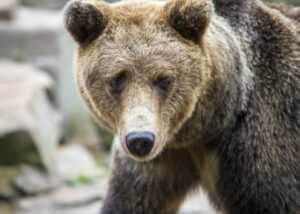 springer publishing company pmhnp-bc certification practice q&a pdf