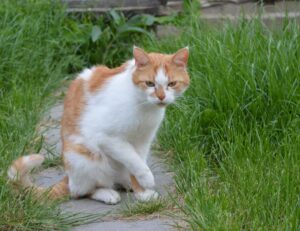 business advice wbbiznesizing