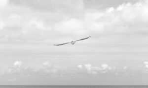 is investment advisor worth it rprinvesting