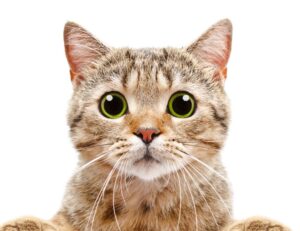 online banking guide roarbiznes