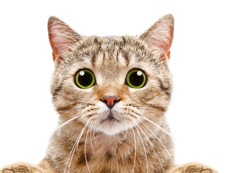 online banking guide roarbiznes