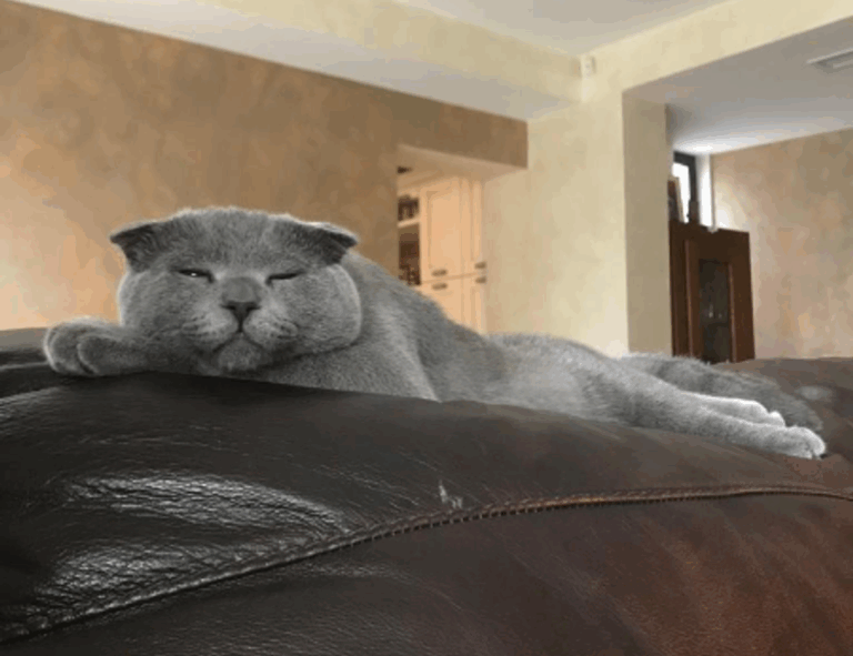 roarbiznes financial infoguide by riproar