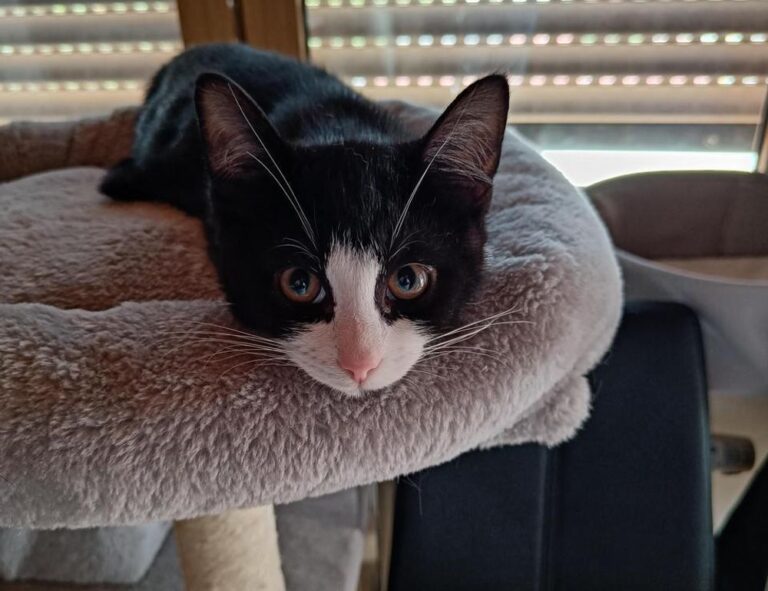 trading guide roarbiznes