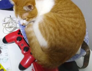 what questions to ask a business advisor roarbiznes