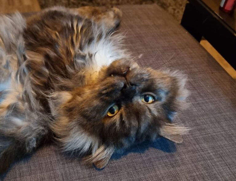 where to get best investment advice rprinvesting