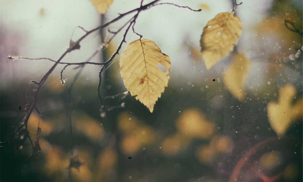 which business to buy wbcompetitorative