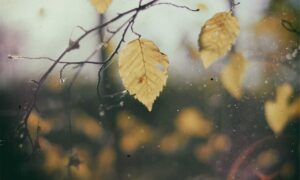 which business to buy wbcompetitorative