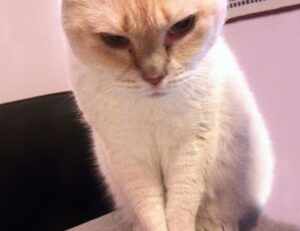 how to pronounce zethazinco island