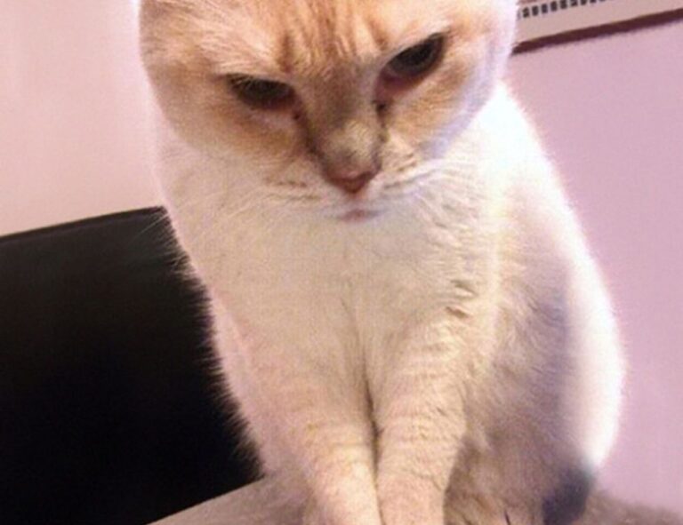 how to pronounce zethazinco island