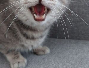 llusyep python fix code