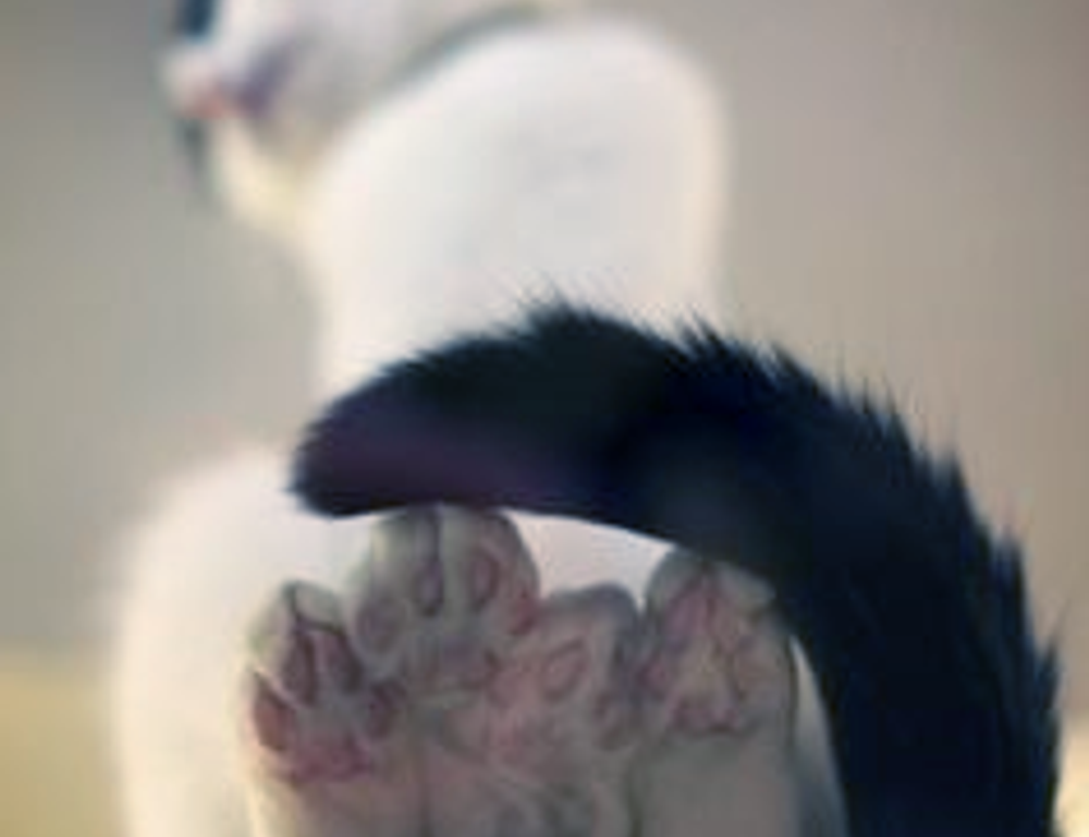 should i use zayepro pharmaceuticals ltd