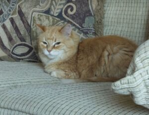 why are endbugflow software called bugs