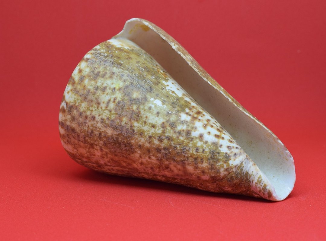 How to Use Canserbero Mandibula Rota in Context