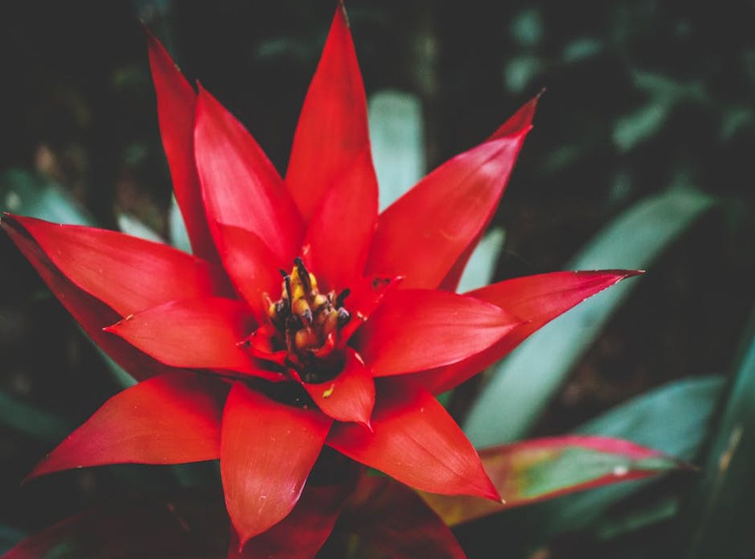 All Crafting Recipes & Quests Requiring Red Bromeliads