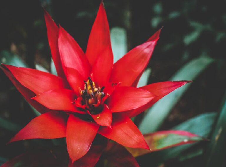 red bromeliad dreamlight valley