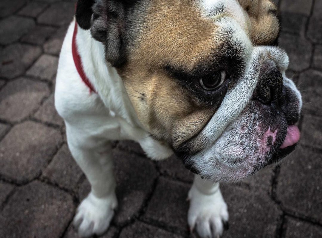 Comedic Chemistry: Funny Wallpapers with Genos and Friends